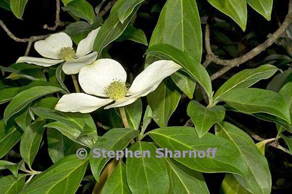 cornus capitata 2 graphic